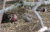carduelis_flammea_flammea_b.jpg
